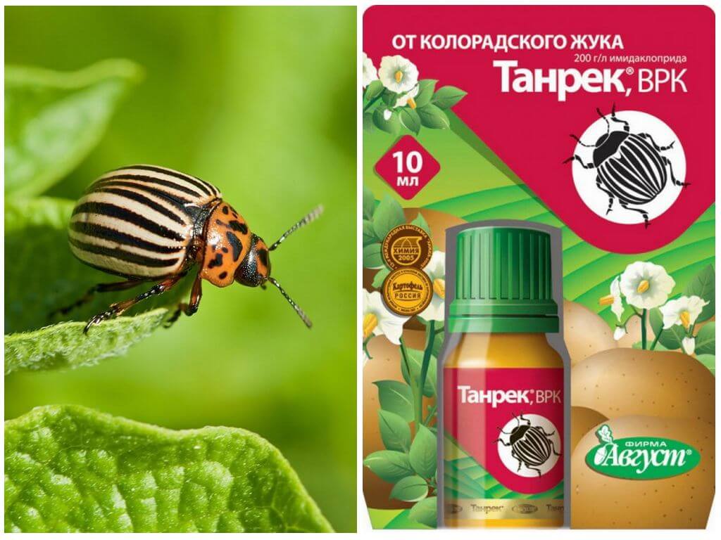 Инсектицид “танрек, врк” от колорадского жука, тли, паутинного клеща и постельных клопов