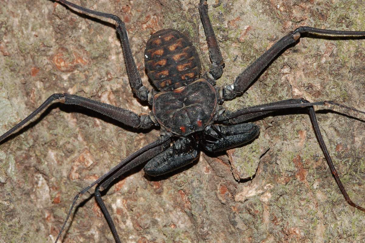 Воронковый паук: фото и описание, где обитает, чем питается