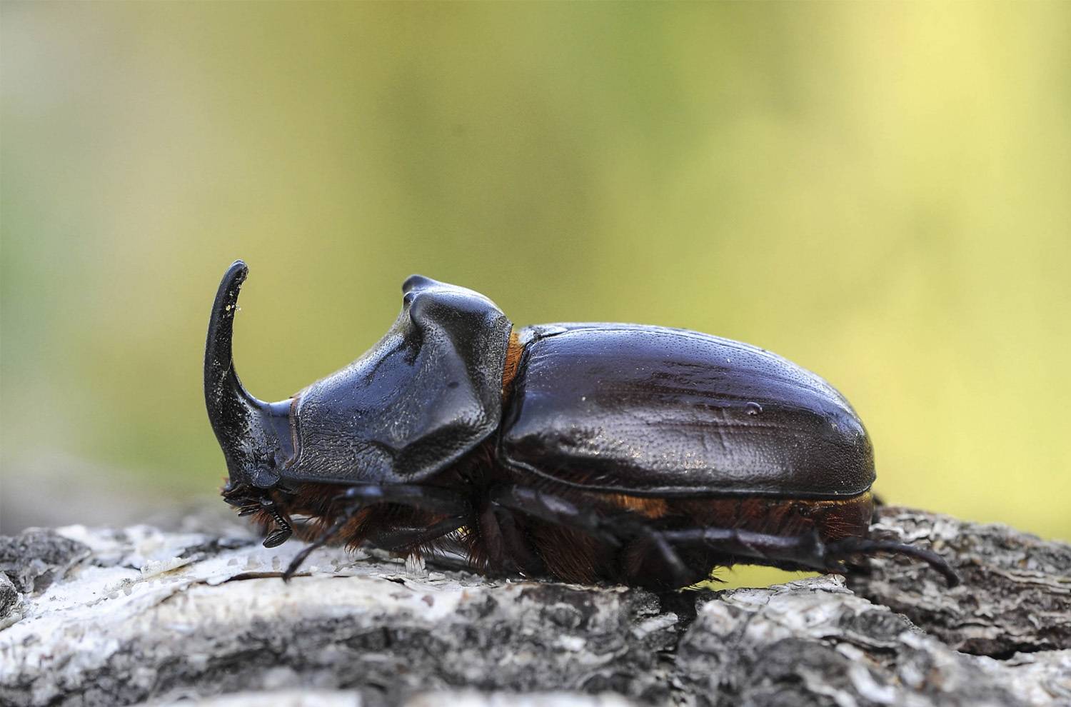 Жук-носорог — интересные факты о насекомом