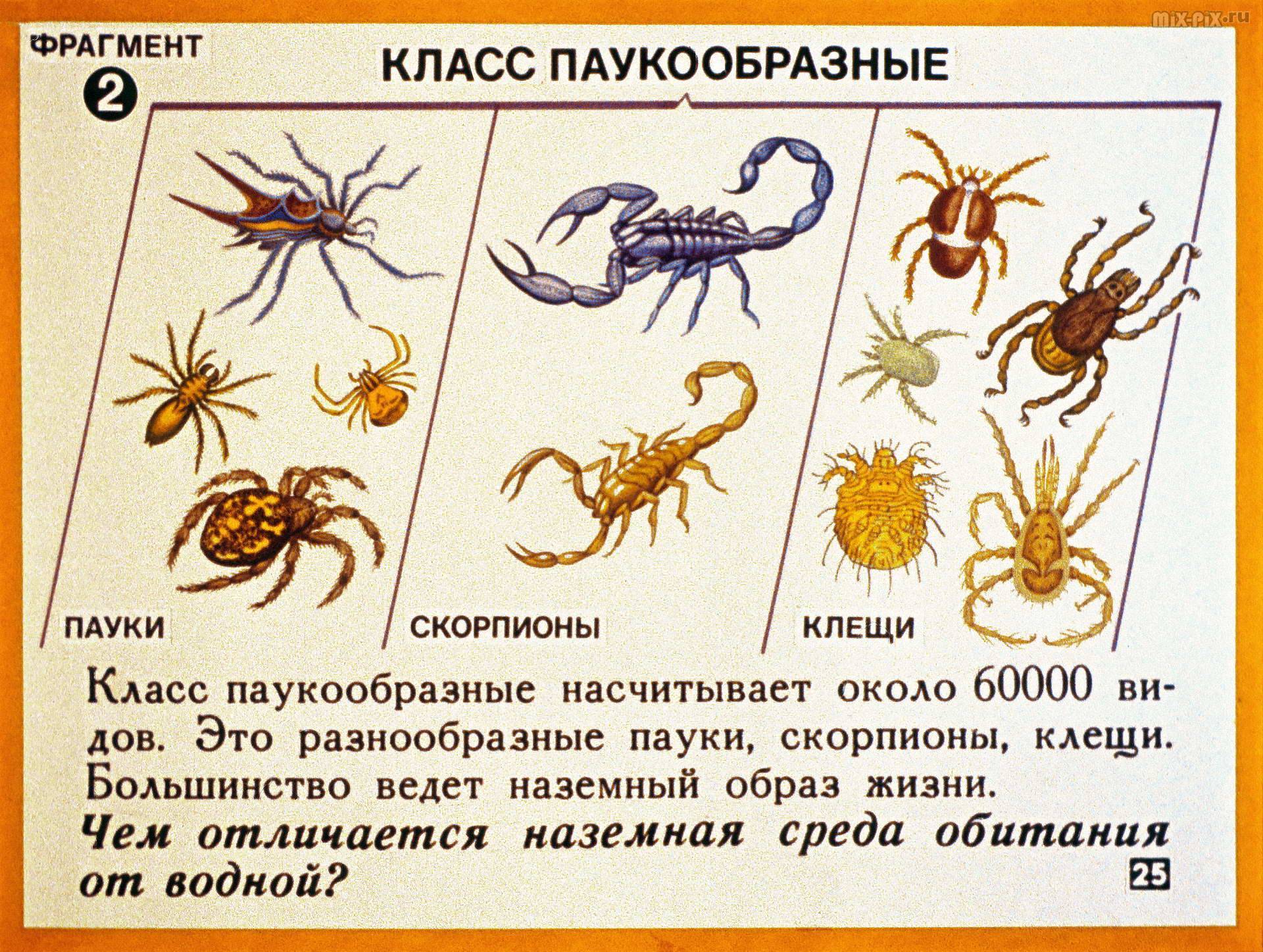 Класс паукообразные их признаки, отряды и значение (таблица)