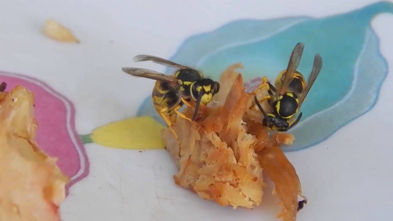Что едят осы
