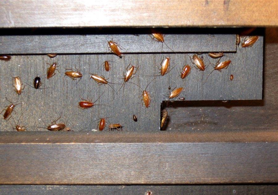 Где тараканы живут в домашних условиях и как их обнаружить