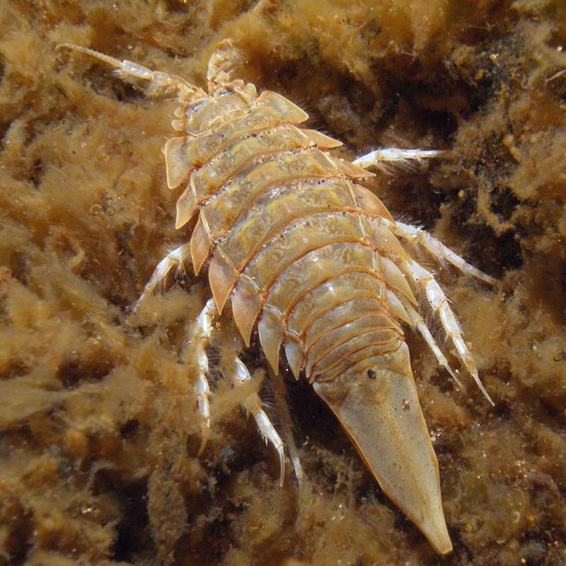 Морской таракан: фото и особенности жизни