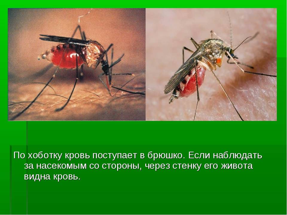 Сколько живут комары, что их привлекает в дом и как от них избавиться?