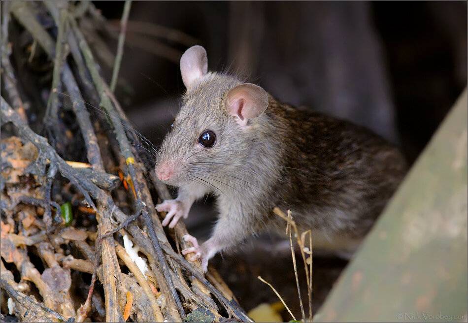 Виды и разновидности крыс – как выглядят и называются