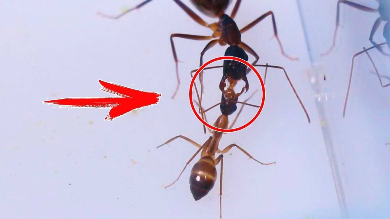 Муравейник: устройство, этапы постройки, фото. муравейник изнутри: деление на касты и интересные факты из жизни муравьев