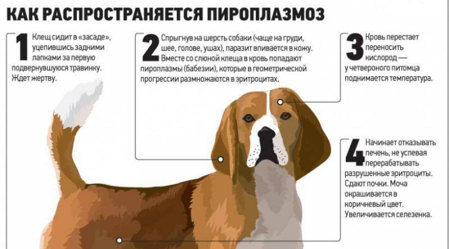 Пироплазмоз у собаки: симптомы и лечение