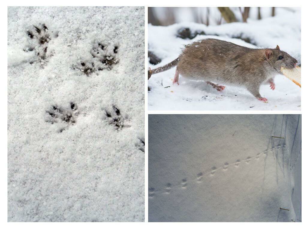 Как выглядят следы крысы, мыши и других животных на снегу