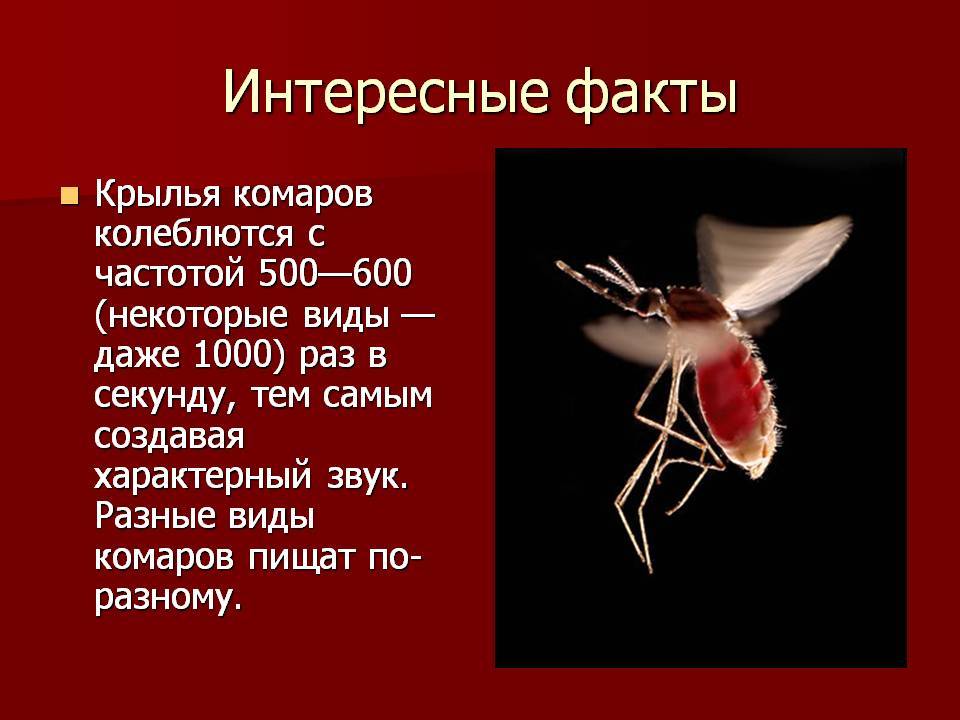 Почему пищат комары