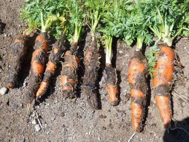 Тля на моркови - чем опасна тля для растений. профилактика