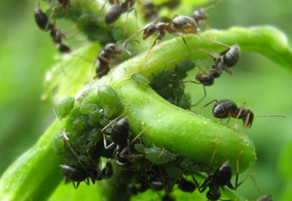 Как спасти и защитить смородину от тли и муравьев