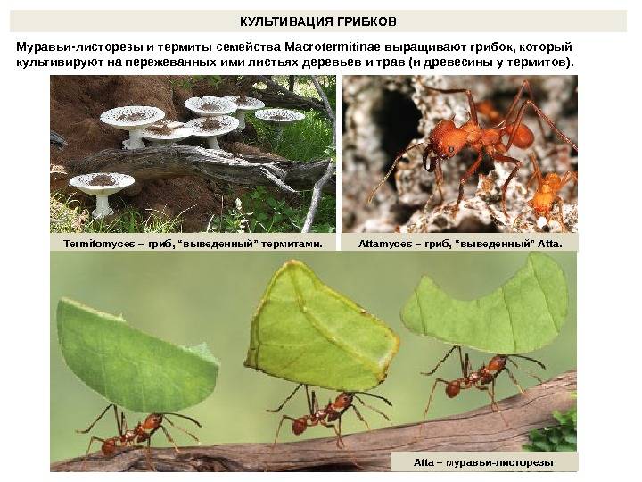 Муравьи листорезы — описание, жизненный цикл, особенности эволюционно продвинутого вида!