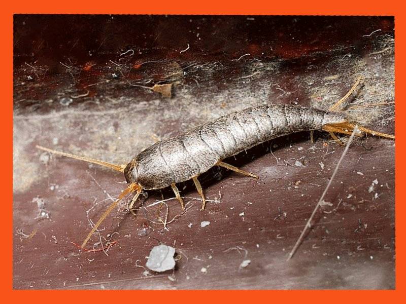 Чешуйницы в квартире: как избавиться навсегда в домашних условиях, что делать, если ползают серебристые насекомые