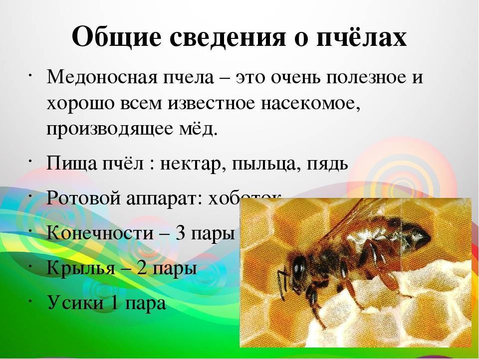 Медоносная пчела: сколько живет, строение и породы пчел