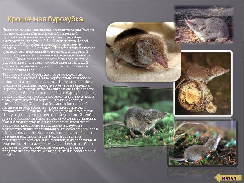 Гигантская бурозубка: описание, особенности и среда обитания | живность.ру