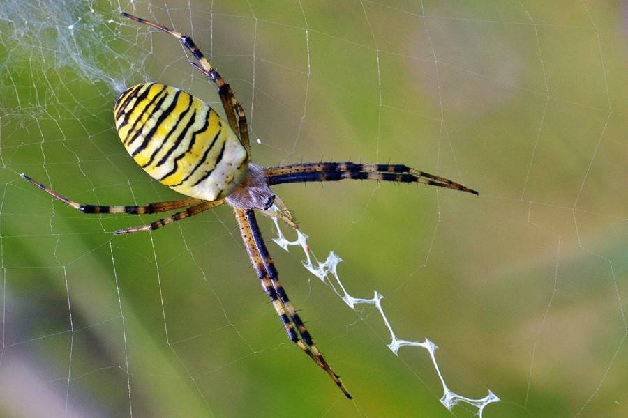 Паук-оса или аргиопа брюнниха – паук желто-черный полосатый