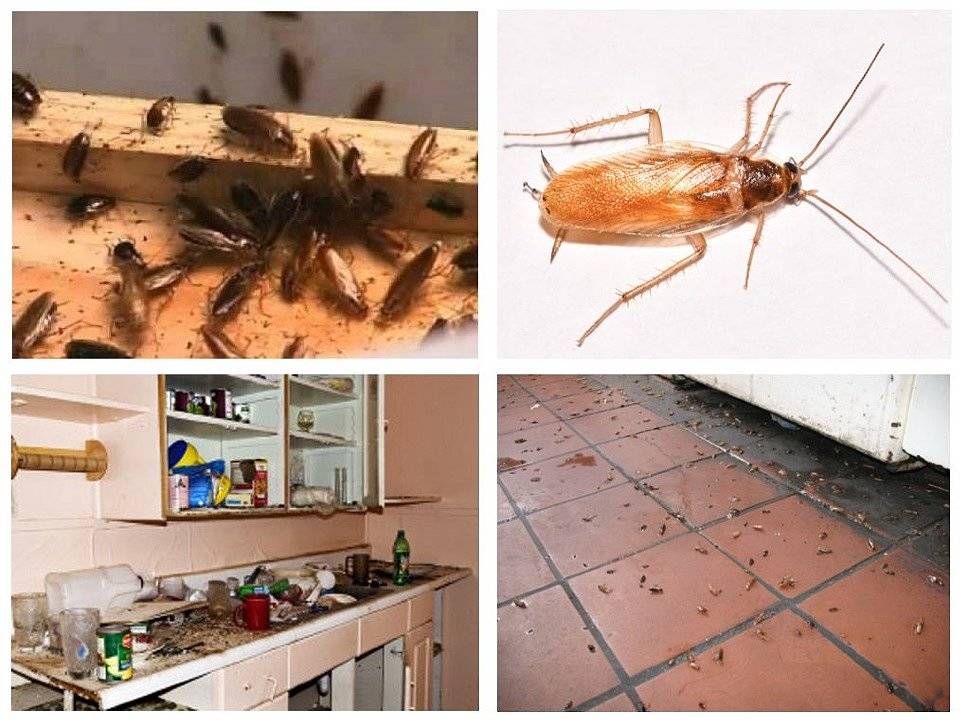 Тараканы на кухне мы принимаем бой