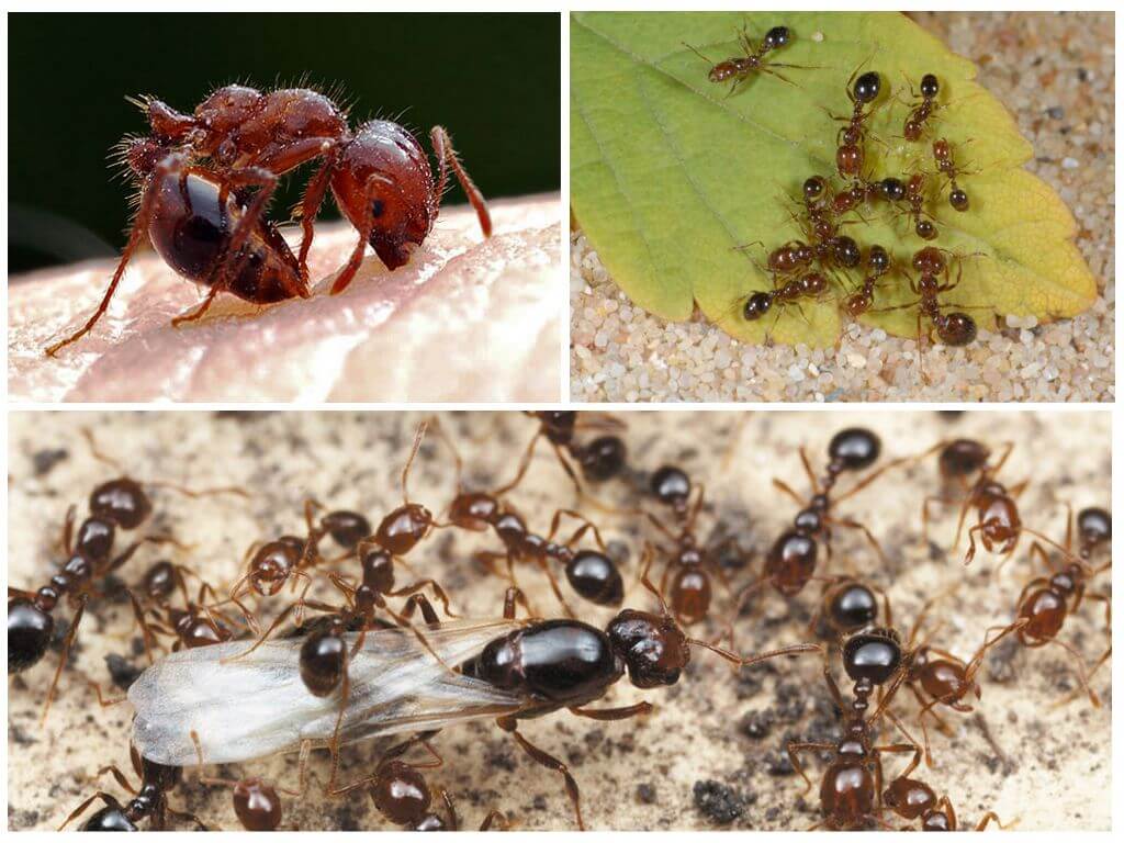 Огненные муравьи - одни из самых опасных насекомых