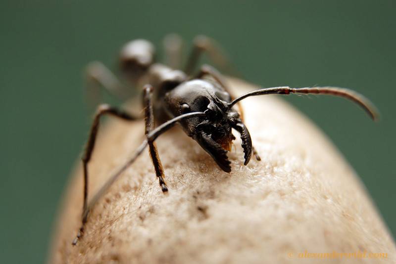 Интересные факты о муравьях, анатомия, виды, питание, размножение, устройство муравейника