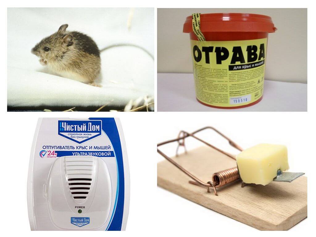 Уничтожение грызунов — дератизация крыс и мышей