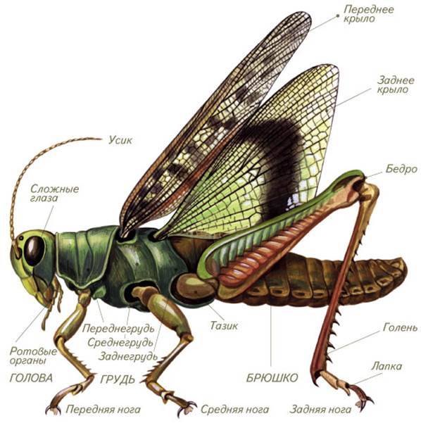 Строение таракана: внутреннее и внешнее и его особенности