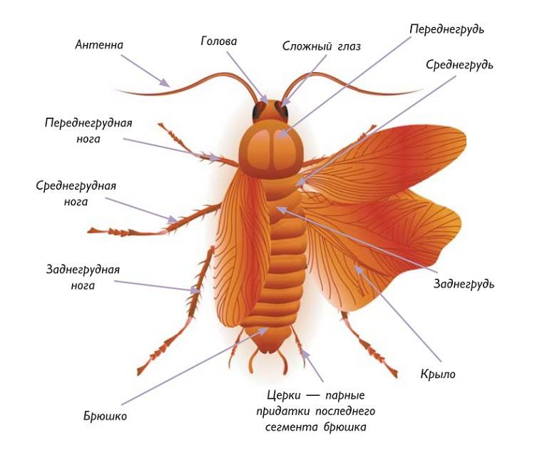 Жук-дровосек: происхождение, описание усачей, разновидности насекомых с длинными усами, их названия и фото, жизненный цикл, охрана, размножение, враги, уничтожение