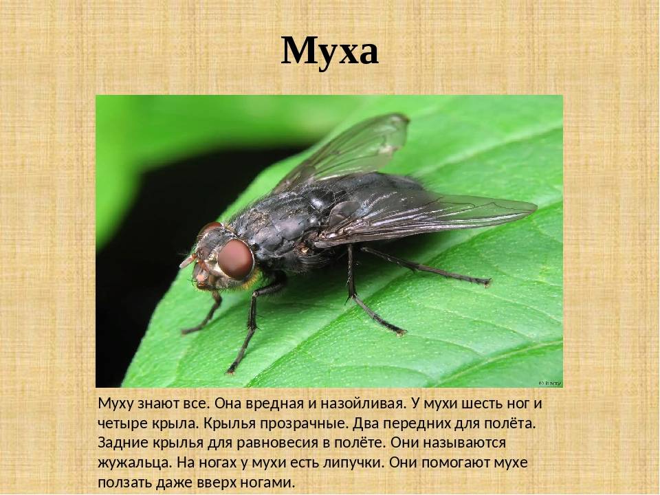 Домашняя (комнатная) муха: описание