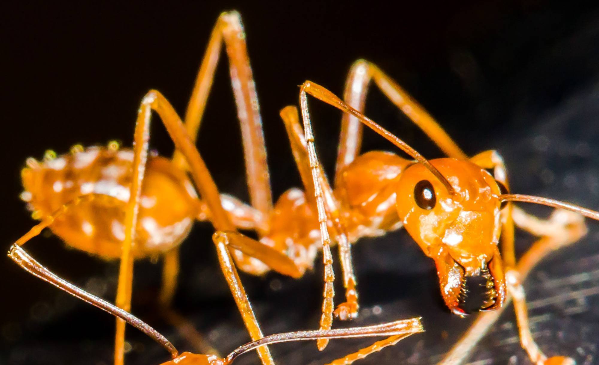 Фараоновы муравьи – фото и описание