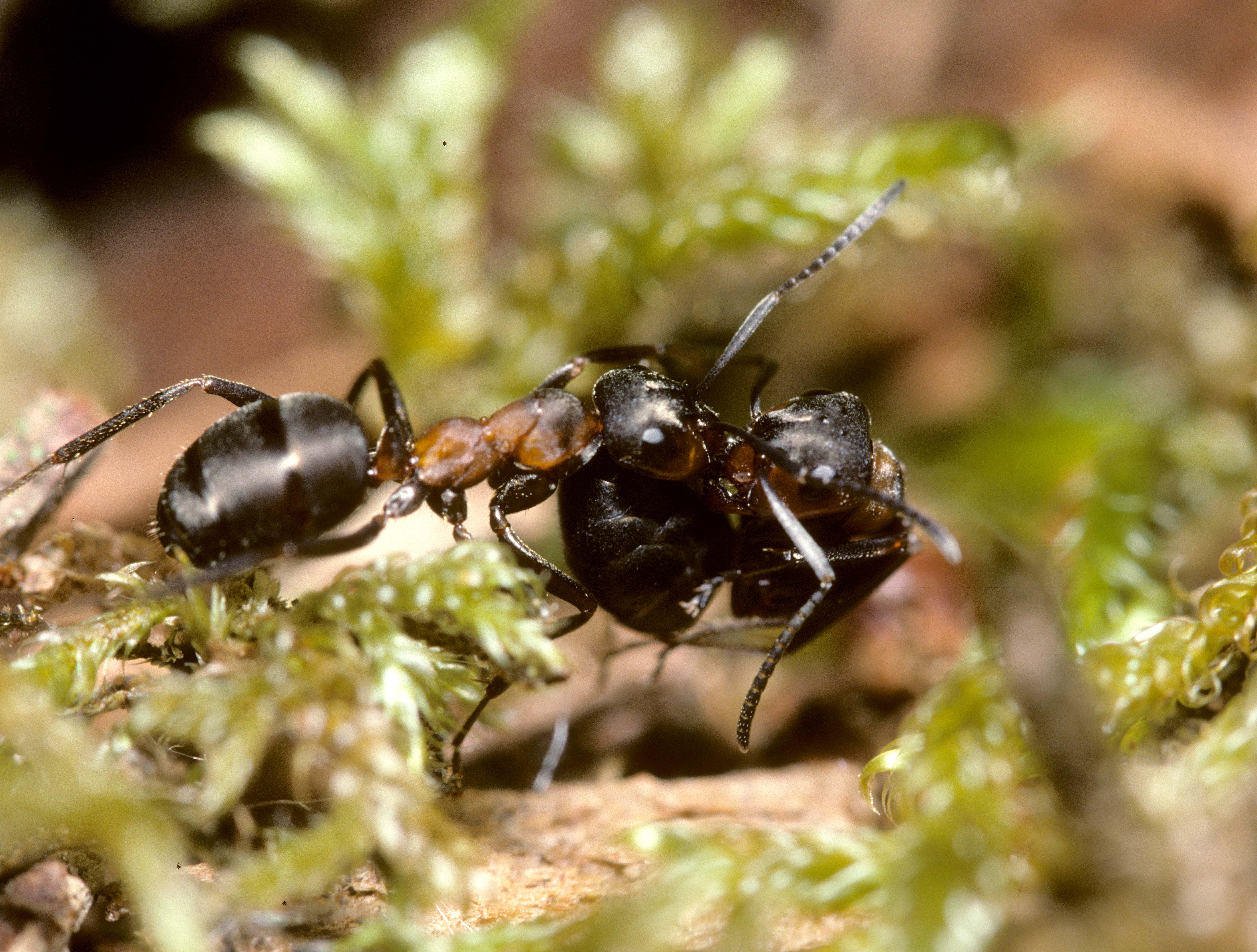 Лесные и садовые муравьи: виды, особенности, вред и польза
