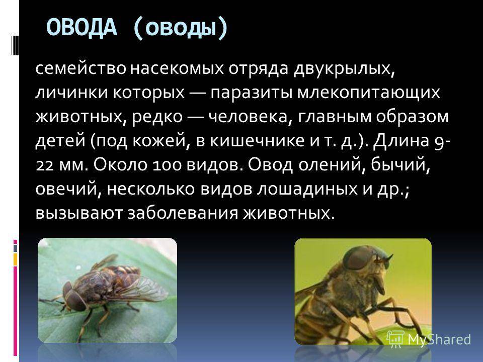 Рассказы сергея овода читать новые. Овод отряд насекомых. Овод описание. Овод насекомое описание.