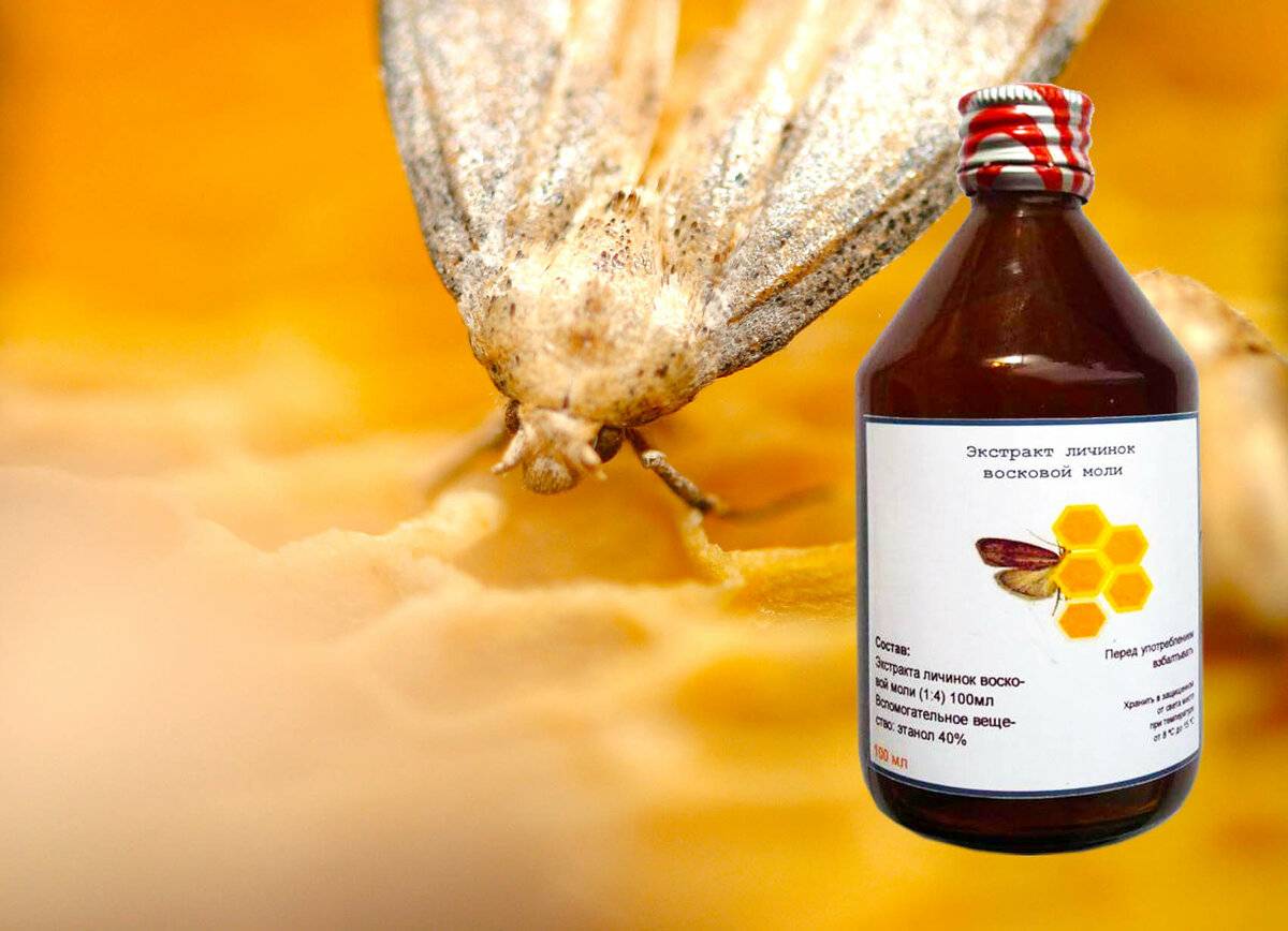Польза пчелиной огневки: приготовление настойки