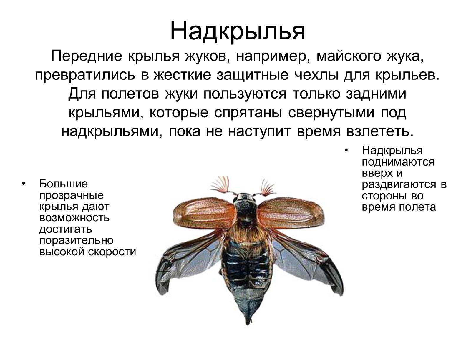 Из названных насекомых конечности роющего типа имеет – сколько ног у зверей?