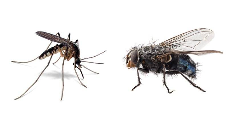 Почему мухи трут лапки и что это им даёт?