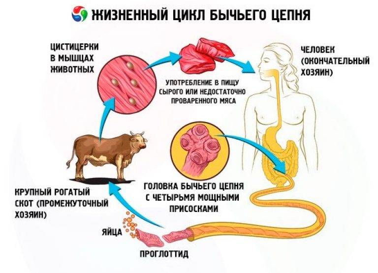 Цикл развития бычьего цепня схема с описанием