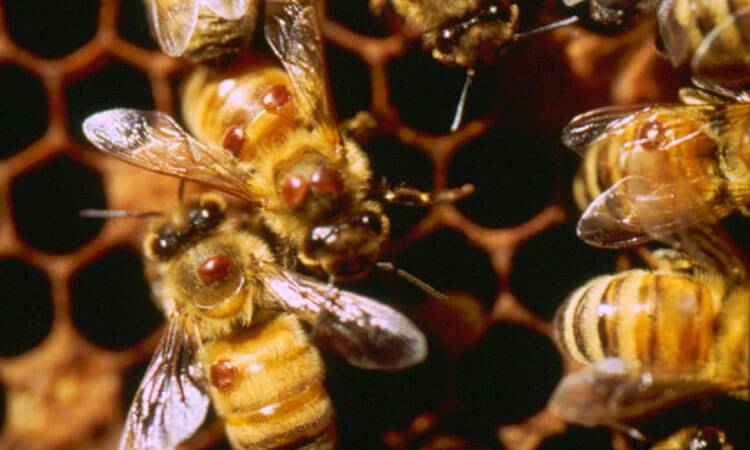 Обработка пчел от клеща весной: от каких болезней, чем обрабатывать (щавелевой кислотой, бипином, муравьиной кислотой)