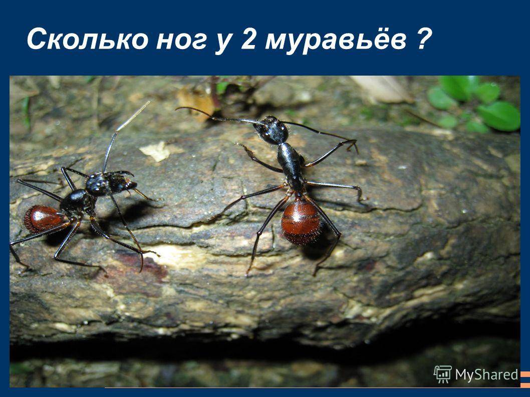 У муравьев столько же сестер сколько. Сколько ног у муравьев. Сколько ног у муравья. Лапы муравья.