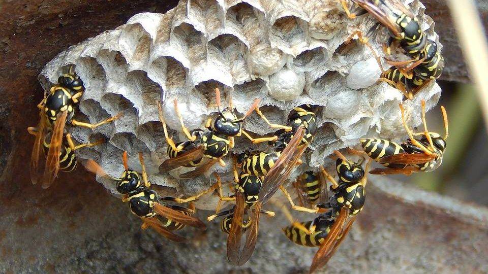 Кто такой шершень: чем опасен укус жалящего шершня и размер его гнезда, как выглядит крупное насекомое и описание его среды обитания