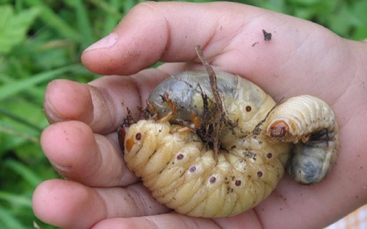 Основные отличия личинок майского жука и медведки. борьба с насекомыми, фото