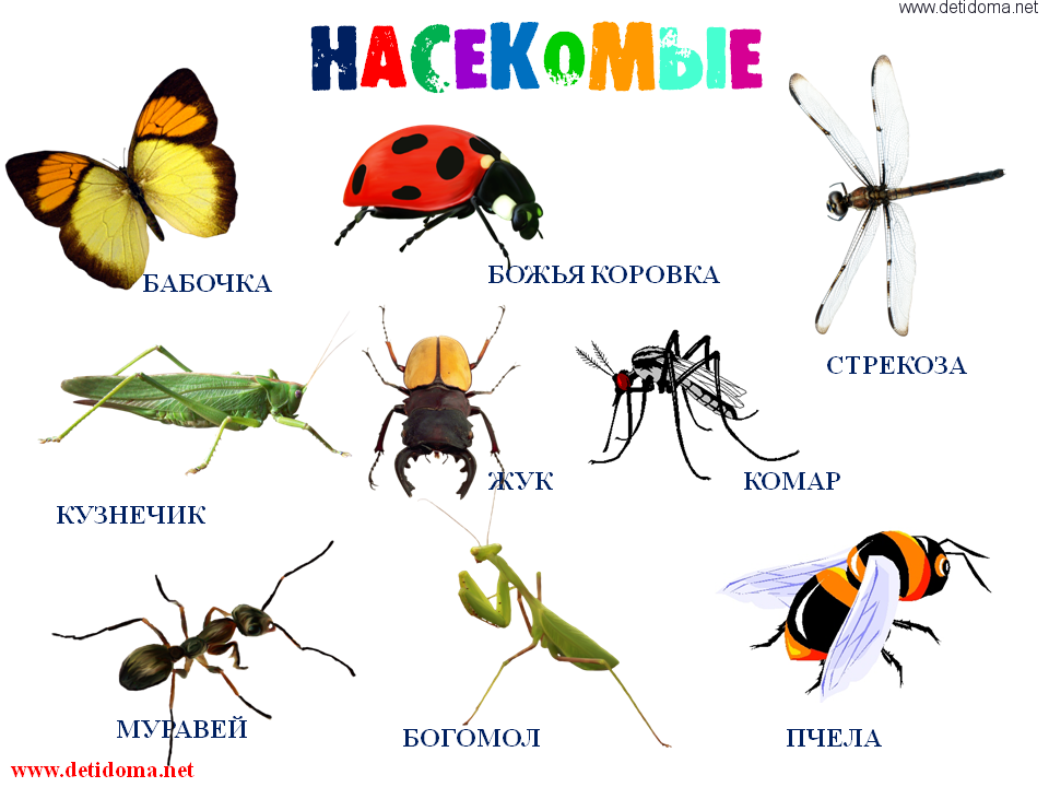 Какие бывают насекомые: фото с названиями и описанием