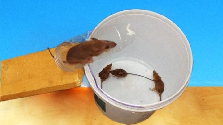 Ловушки для мышей своими руками: как сделать самодельные ловушки
