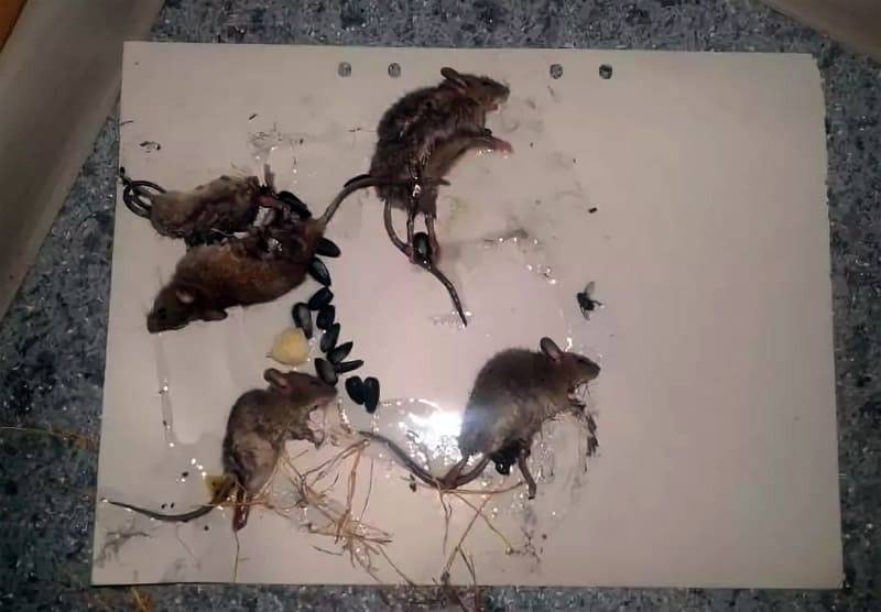 Ловушки для мышей своими руками