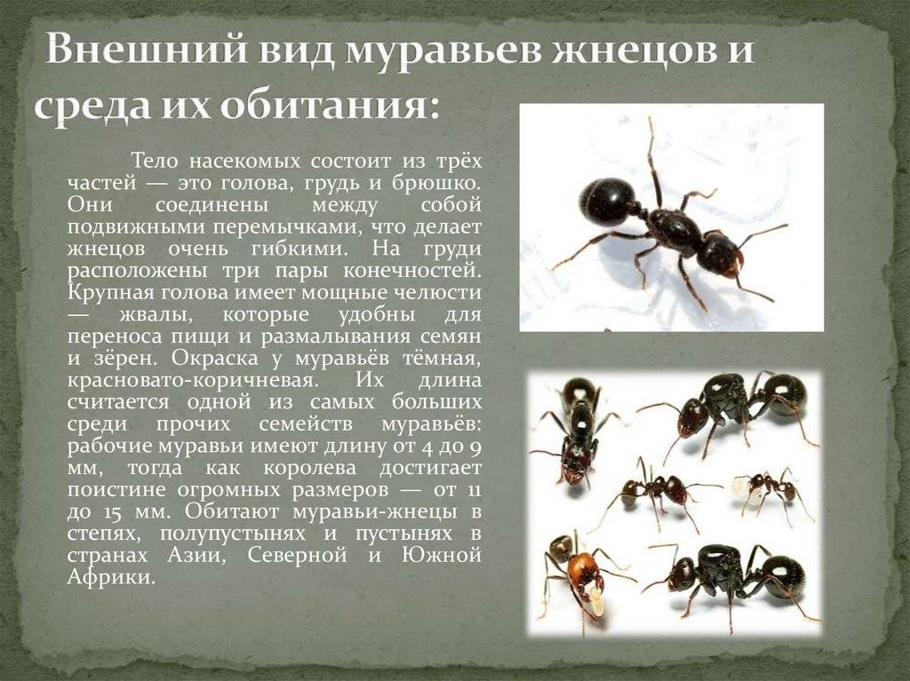 Messor structor (степные муравьи-жнецы):содержание в домашних условиях. продолжительность жизни муравьев в зависимости от их вида