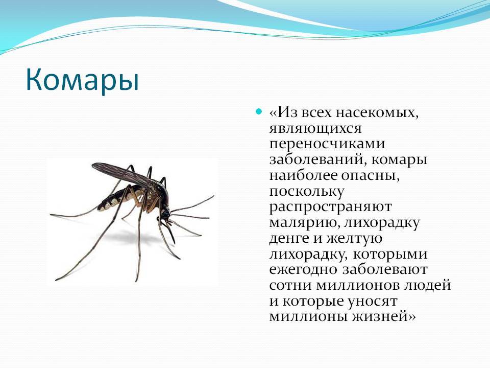 Комар – описание, чем питается, где обитает, размножение, фото