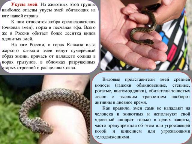 Укус змеи - симптомы болезни, профилактика и лечение укуса змеи, причины заболевания и его диагностика на eurolab