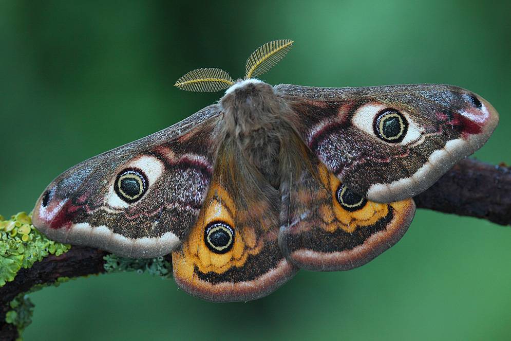 Описание и фото гусеницы павлиний глаз. бабочка павлиний глаз - описание, образ жизни и среда обитания