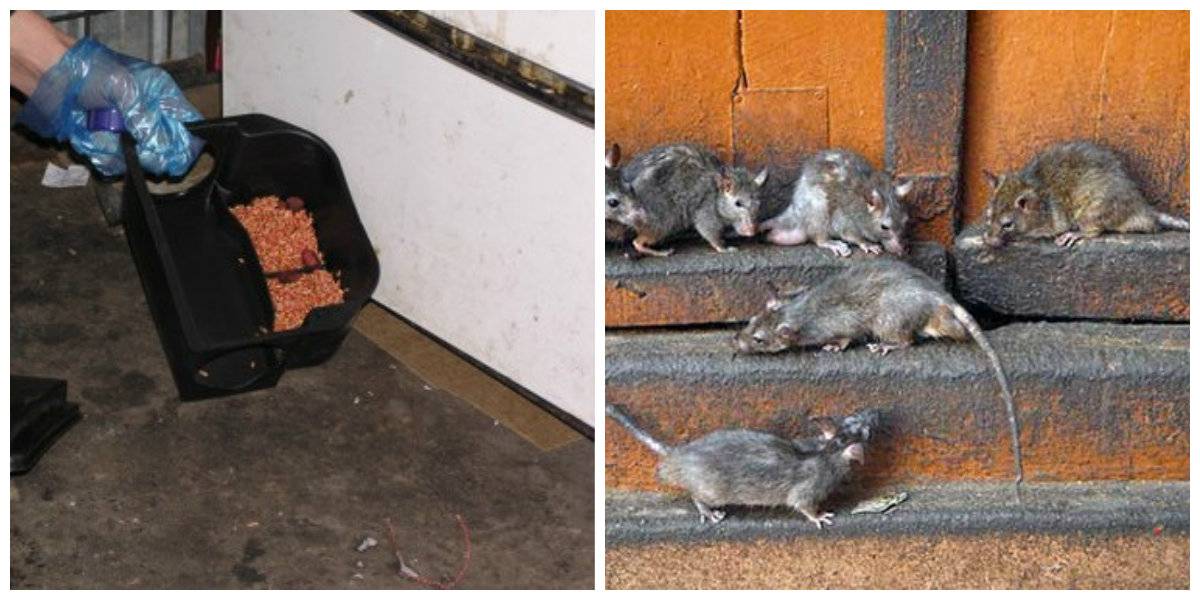 Крысы в подвале многоквартирного дома