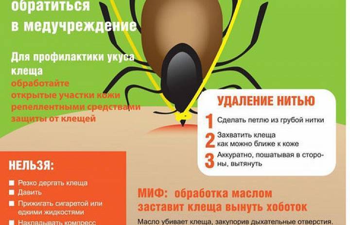 Действия при укусе клеща | государственное казенное учреждение новосибирской области «служба 112»