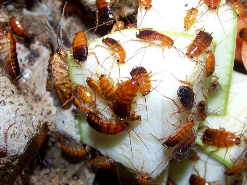 Как размножаются тараканы и можно ли повлиять на этот процесс