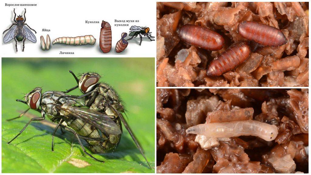 Как размножаются мухи – просто о сложном. как появляются мухи