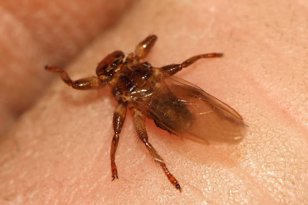 Лосиная вошь, или муха: чем опасна, способы борьбы. нападение лосиного клеща на человека: в чём опасность лосиная муха в квартире откуда и как